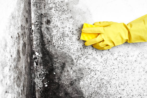 Crawl Space Mold Removal in Homer, IL