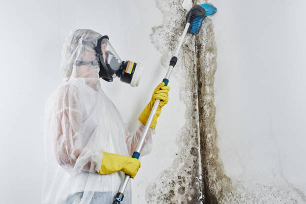 Best Fast Mold Removal  in Homer, IL
