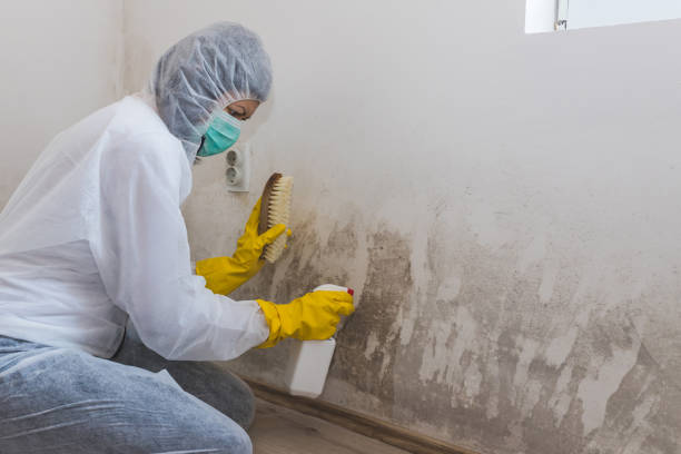 Best Mold Remediation  in Homer, IL