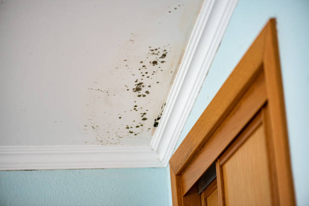 Best Local Mold Removal Service  in Homer, IL