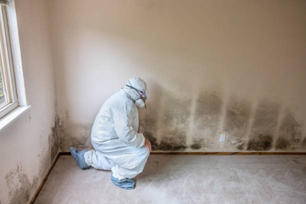 Best Black Mold Removal  in Homer, IL