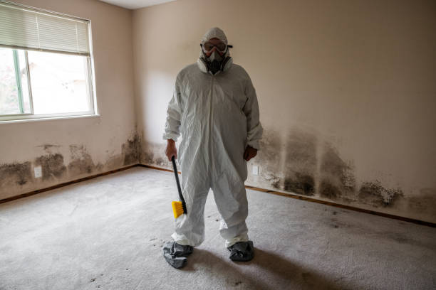 Reliable Homer, IL Mold Removal Solutions