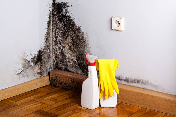 Best Mold Testing and Removal  in Homer, IL