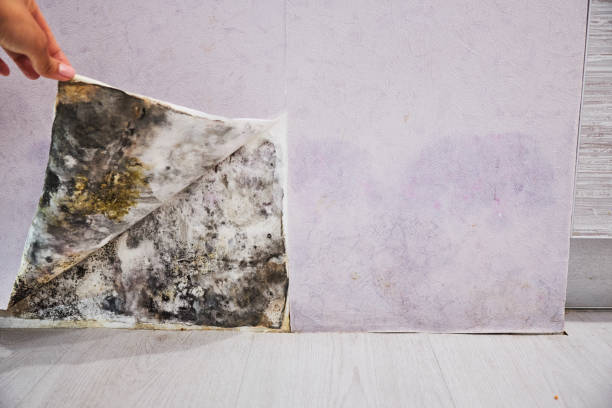 Best Mold Damage Repair  in Homer, IL